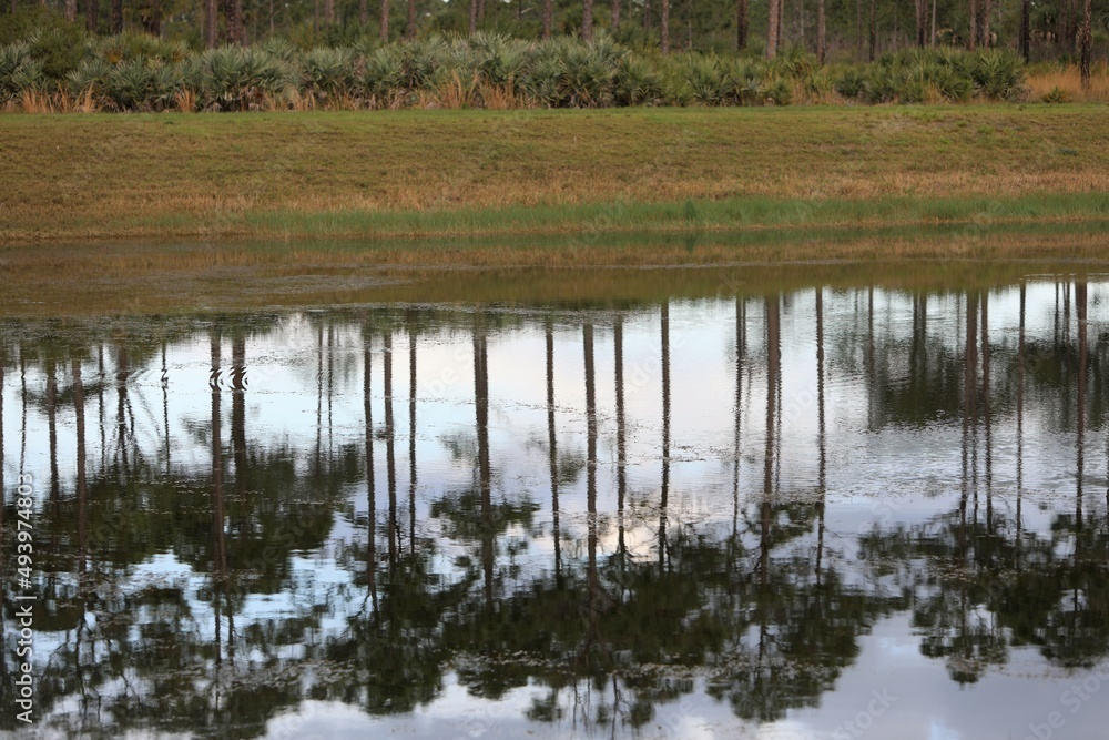 lake in the forest lake in the forest