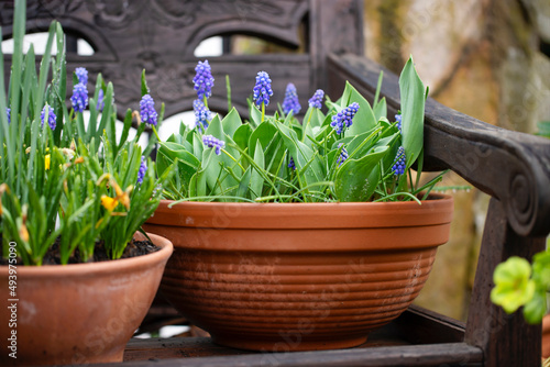 Blue muscari flowers in terra cotta pot on old wooden chair in the garden photo