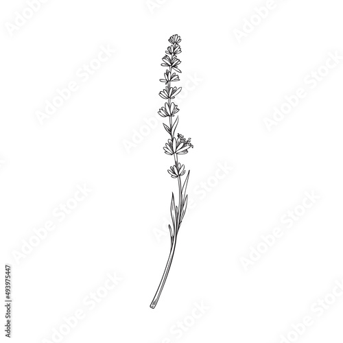 Outline lavender plant branch in hand drawn sketch style, vector illustration isolated on white background.