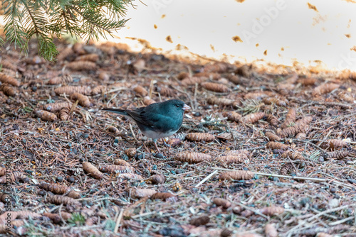 Dark eyed junco (Junco hyemalis)  on winter in Wisconsin