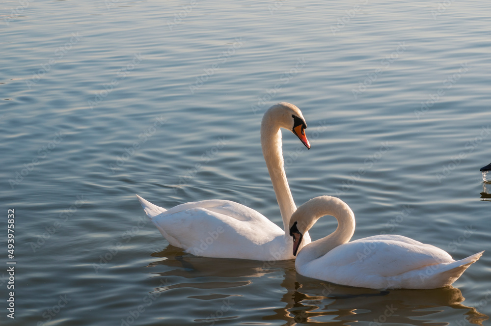 white swans group on the lake swim well under the bright sun white swans group on the lake swim well under the bright sun