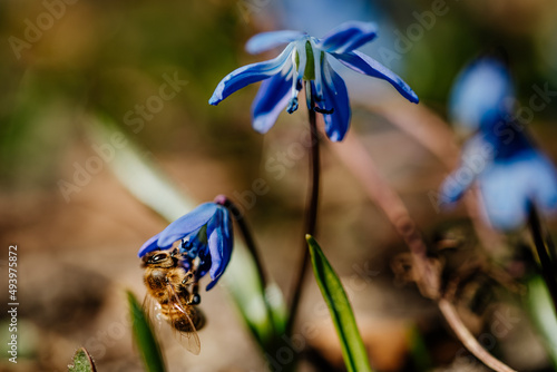 Pszczoła zapylająca niebieskie kwiaty
