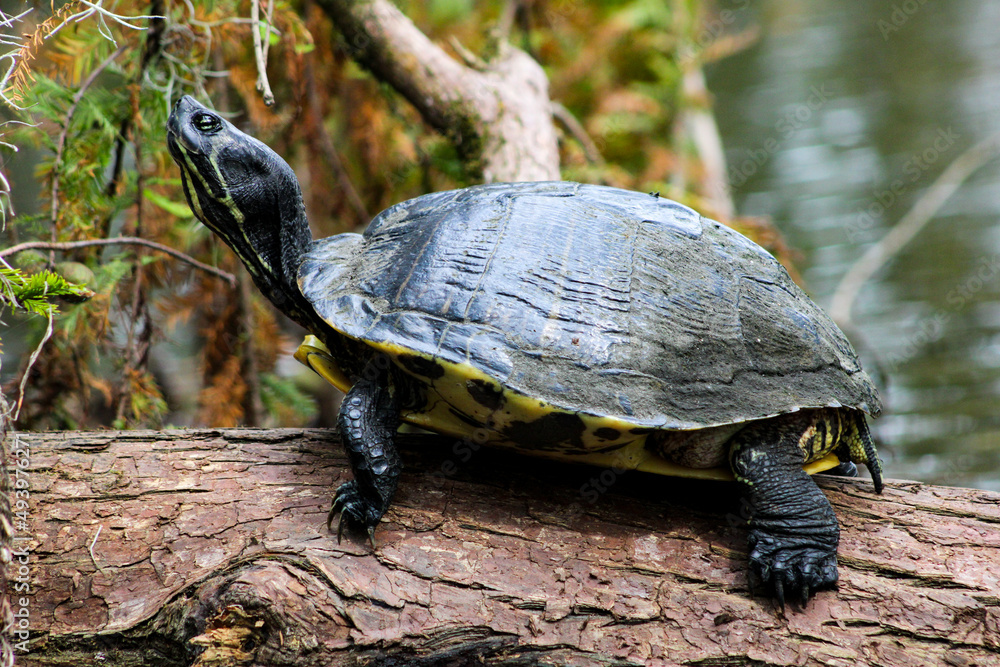 Yellow Bellied Slider