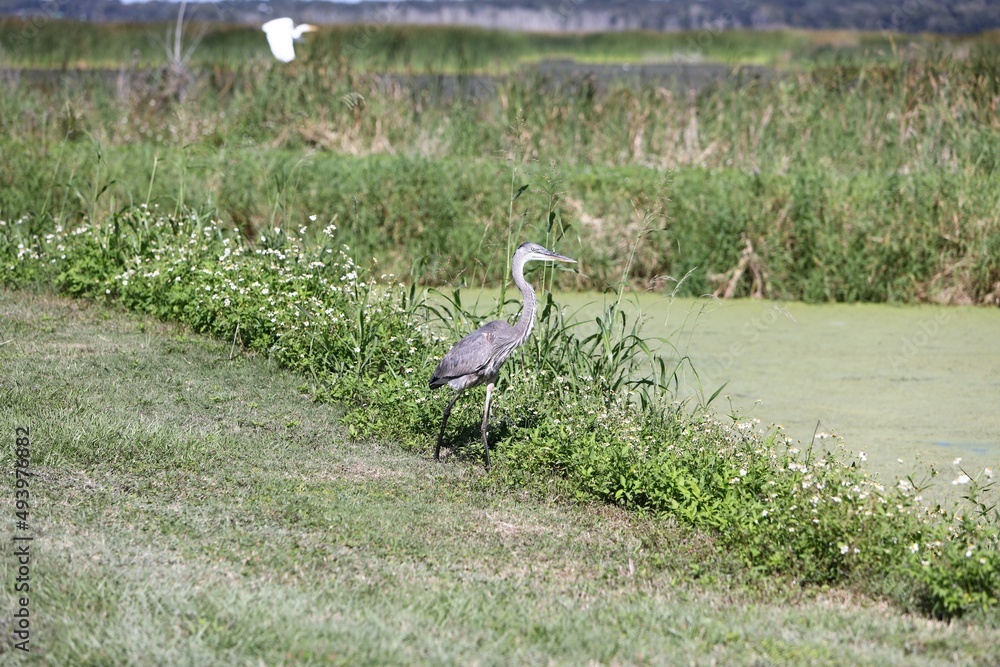 Fototapeta premium great heron