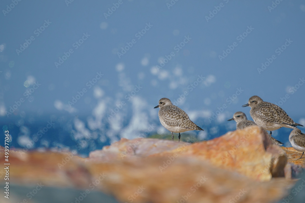 Plover (Pluvialis squatarola) perched on rocks Plover (Pluvialis squatarola) perched on rocks