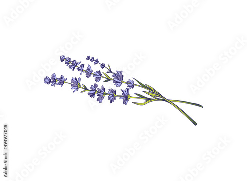 Lavender garden aromatic flower branches hand drawn vector illustration isolated.