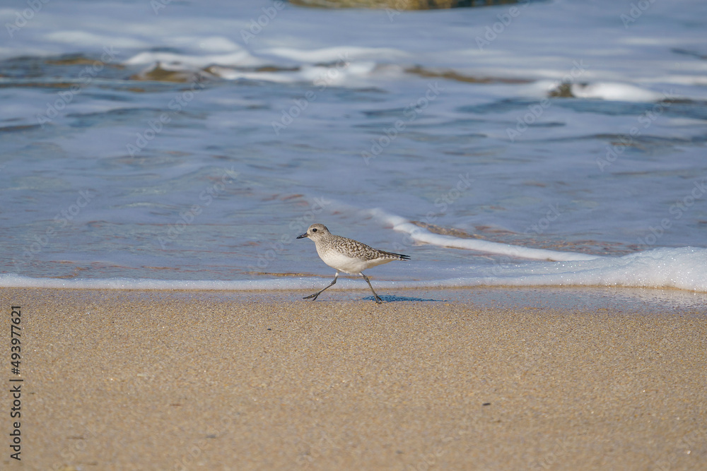 Plover (Pluvialis squatarola) walking on the beach by the sea Plover (Pluvialis squatarola) walking on the beach by the sea