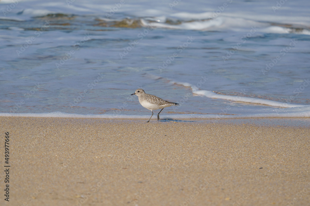 Plover (Pluvialis squatarola) walking on the beach by the sea Plover (Pluvialis squatarola) walking on the beach by the sea