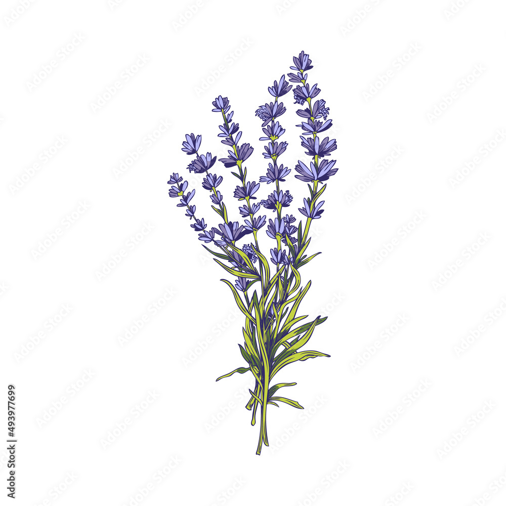 Fototapeta premium Lavender bouquet of aromatic and medicinal plant, vector illustration isolated.