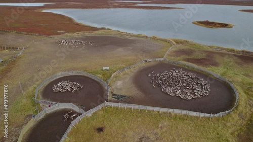 Aerial shot of a flock of raindeer in Northern Norway photo