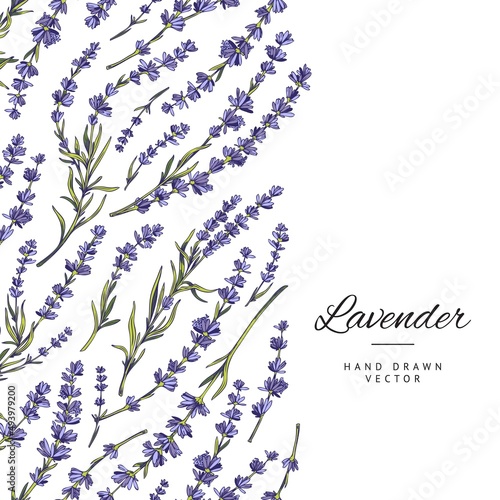 Lavender flower banner or wedding invitation hand drawn vector illustration.