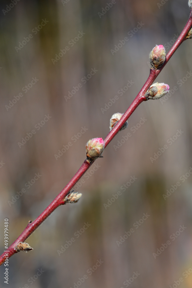 Nectarine Nectarine