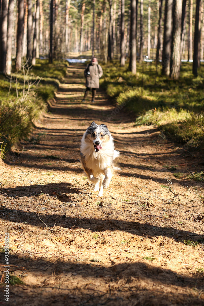 Blue merle shetland sheepdog running in forest. Blue merle shetland sheepdog running in forest.