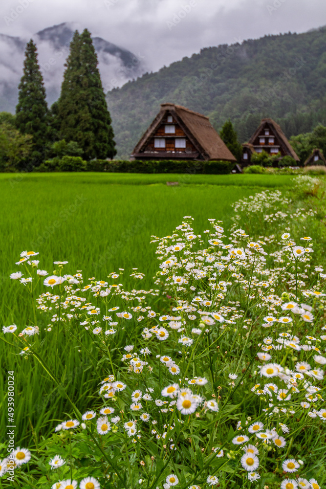 初夏の世界遺産　白川村の田園風景