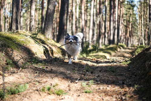 Blue merle sheltand sheepdog running in forest with stick.
