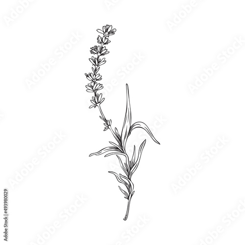 Canvas-taulu Lavender twig hand drawn sketch style vector illustration isolated on white