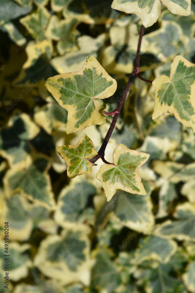 English Ivy Tricolour