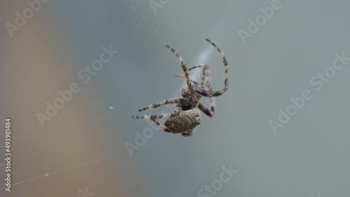 Spider creating the web in super slow-motion, closeup photo