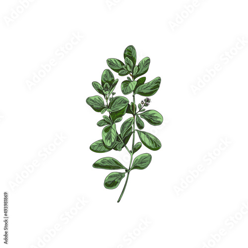 Marjoram or oregano green plant branch hand drawn vector illustration isolated.
