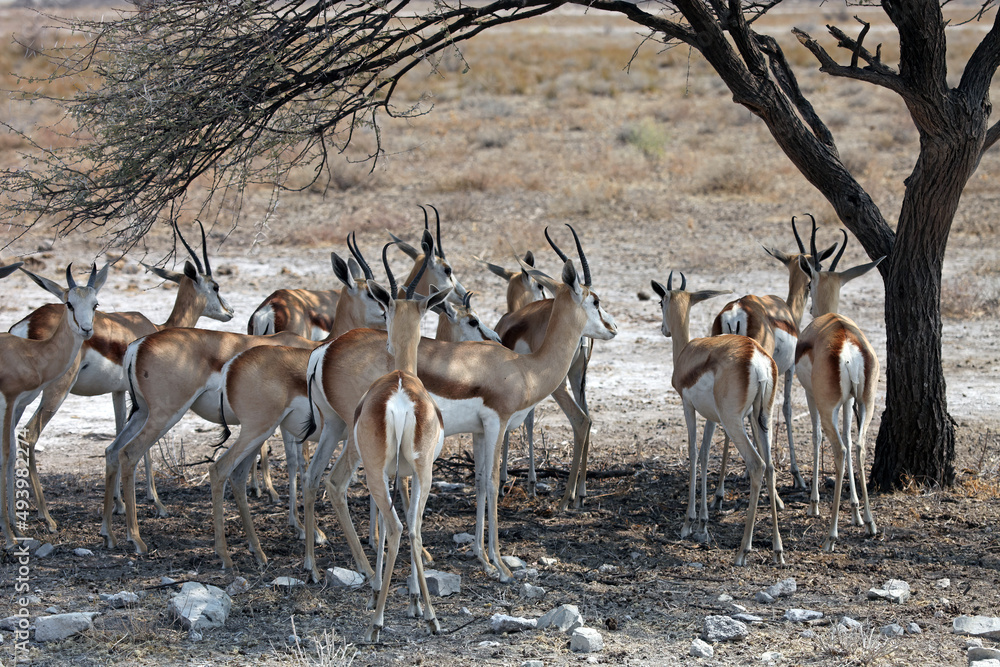Group of Springbok sheltering from the intense heat, Etosha National Park, Namibia
Group of Springbok sheltering from the intense heat, Etosha National Park, Namibia