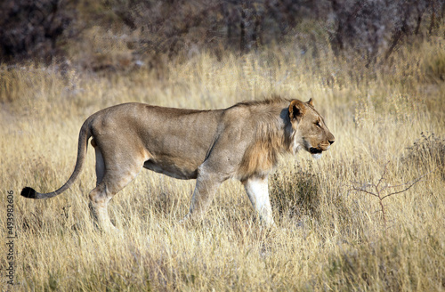 Young male lion in early morning sunlight, Etosha National Park, Namibia
