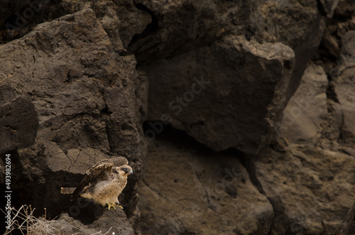 Eleonora's falcon Falco eleonorae. Young stretching its wings. Montana Clara. Integral Natural Reserve of Los Islotes. Canary Islands. Spain.