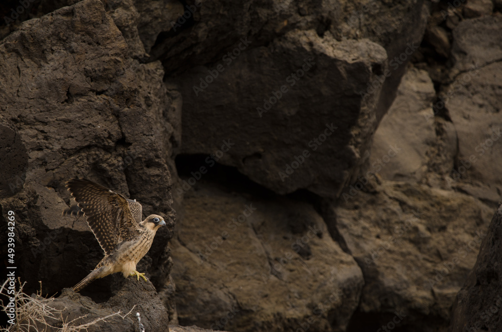 Obraz premium Eleonora's falcon Falco eleonorae. Young flapping. Montana Clara. Integral Natural Reserve of Los Islotes. Canary Islands. Spain.