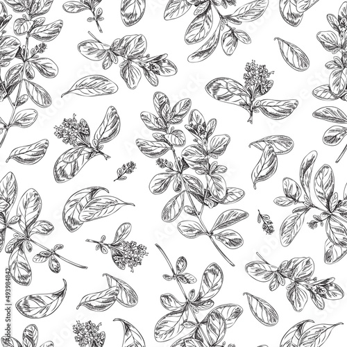 Seamless pattern with marjoram perfumery medicinal plant, vector illustration.