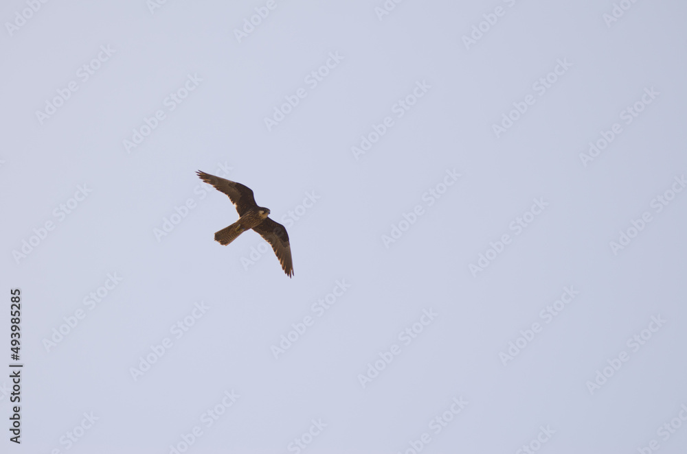 Eleonora's falcon Falco eleonorae. Light morph in flight. Montana Clara. Integral Natural Reserve of Los Islotes. Canary Islands. Spain. Eleonora's falcon Falco eleonorae. Light morph in flight. Montana Clara. Integral Natural Reserve of Los Islotes. Canary Islands. Spain.