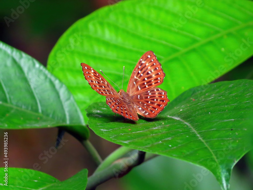 Obraz na plátně Macro shot of a Punchinello sitting on a green leaf, Tai Po Kau, Hong Kong