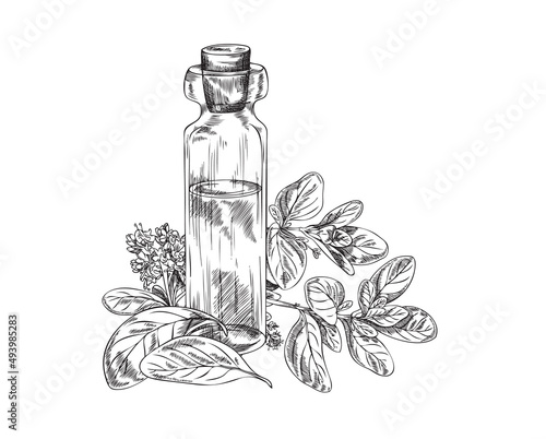 Marjoram or oregano oil bottle with plant engraved vector illustration isolated.
