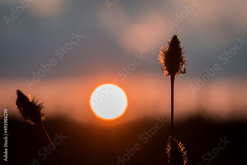 Photo Silhouette shot of wild thistles with a golden sunset background