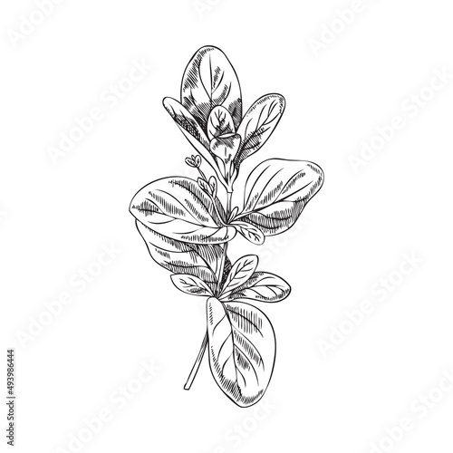 Oregano or marjoram plant black line engraved vector illustration isolated.