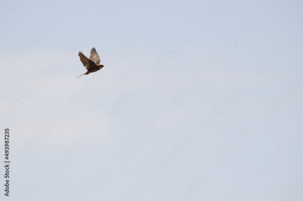 Eleonora's falcon Falco eleonorae. Light morph in flight. Montana Clara. Integral Natural Reserve of Los Islotes. Canary Islands. Spain. Eleonora's falcon Falco eleonorae. Light morph in flight. Montana Clara. Integral Natural Reserve of Los Islotes. Canary Islands. Spain.