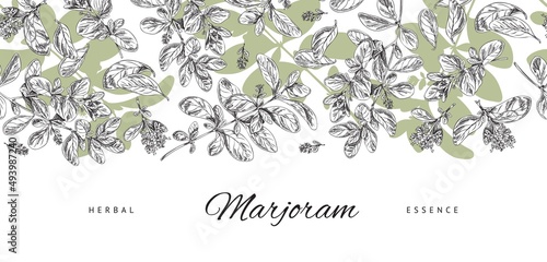 Marjoram plant banner in hand drawn sketch style, vector illustration isolated on white background.