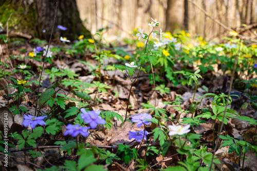 Beautiful wild flowers white anemone and hepatica (liverleaf) blossom in forest. Early spring flowering. Beautiful floral background with blue hepatica nobilis and white anemone blooming