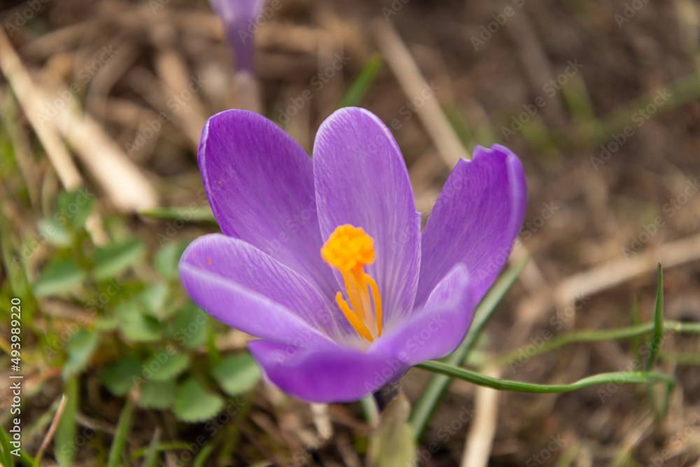 Beautiful lila flower in Sargans in Switzerland Beautiful lila flower in Sargans in Switzerland