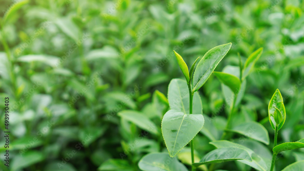 Obraz premium Green tea plant in a garden.