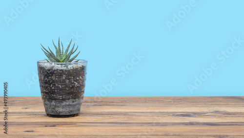 Haworthia fasciata plant in a pot on a wooden table.