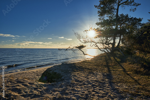 a beautiful ocean view with pine tree