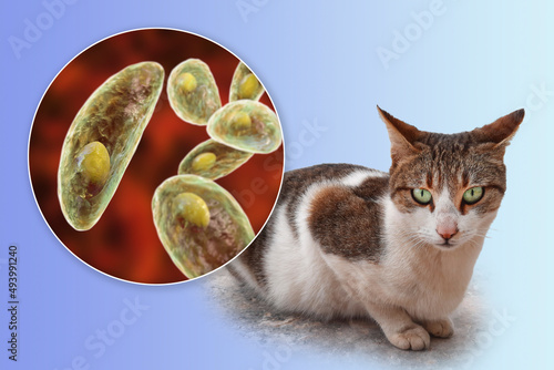 Parasitic protozoans Toxoplasma gondii photo