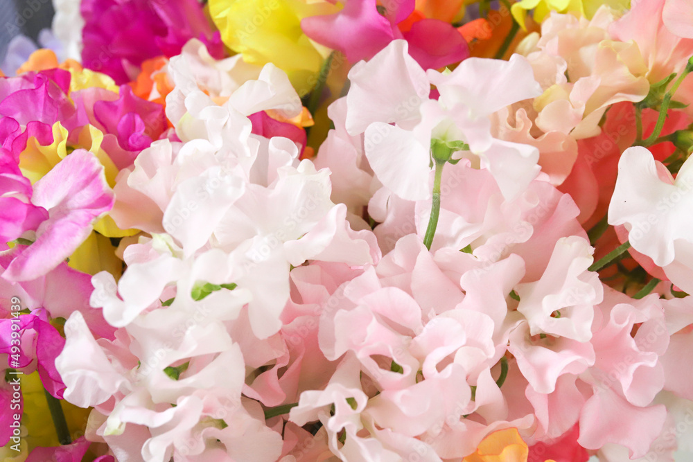 Obraz premium スイートピーの花束