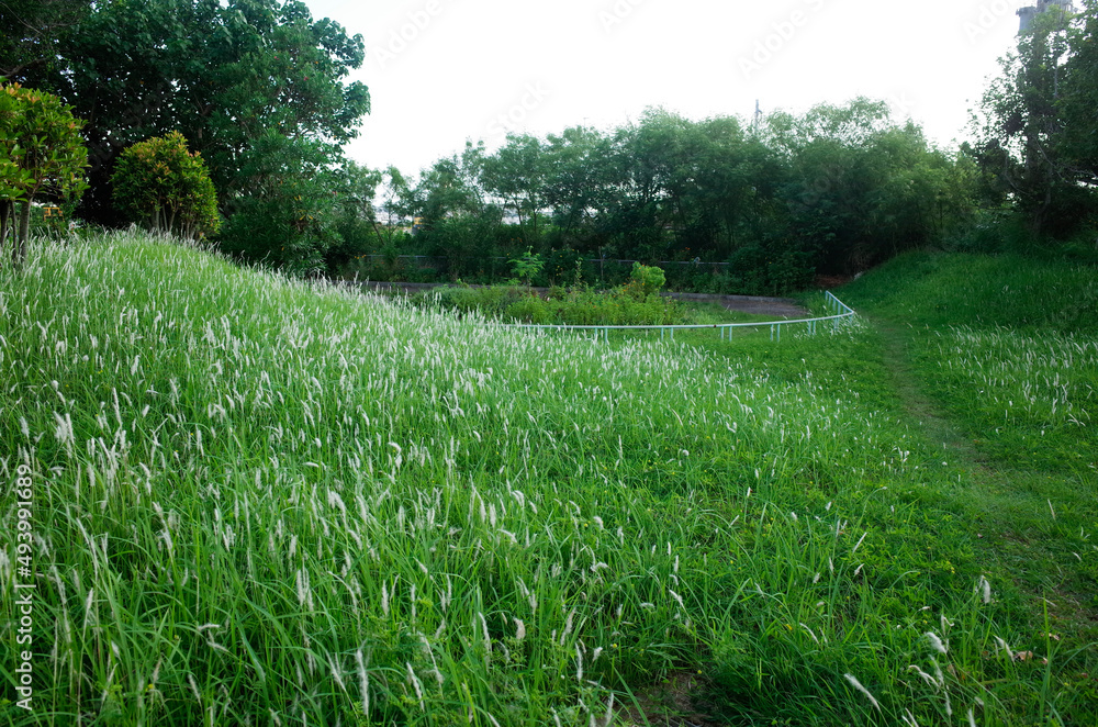 Obraz premium grass in the park