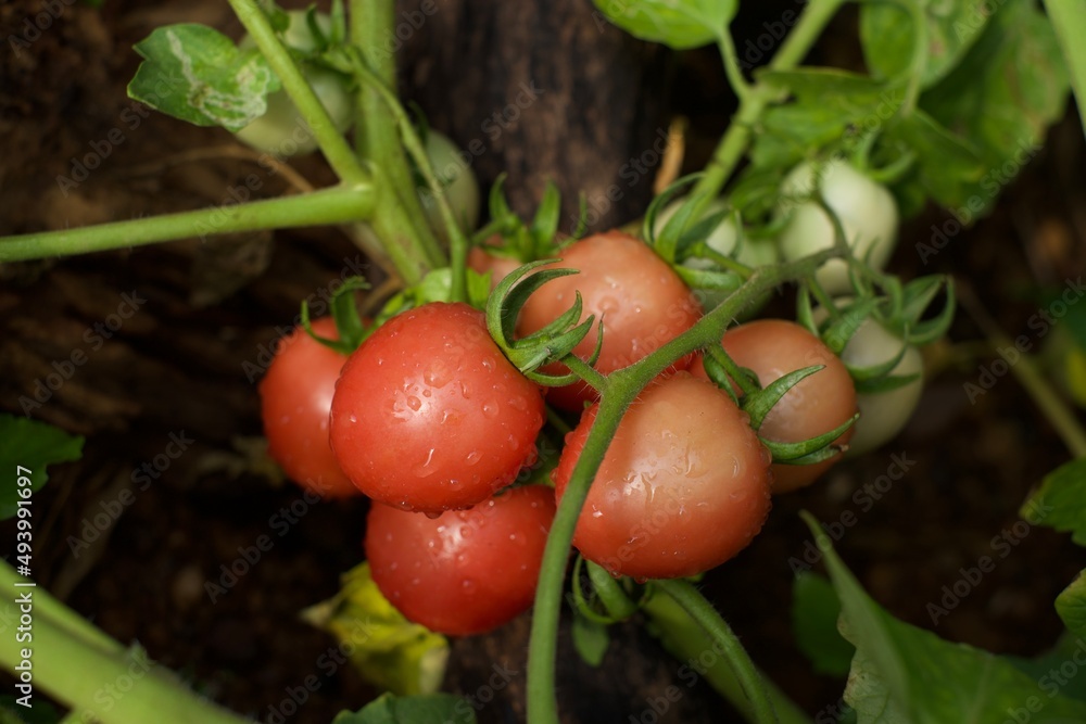 tomato in the garden tomato in the garden