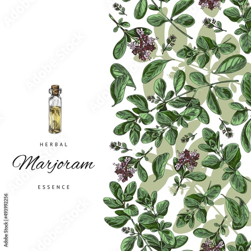 Marjoram plant and essential oil banner or poster hand drawn vector illustration.