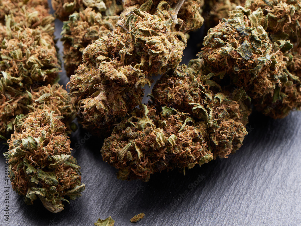 Cannabis Cannabis