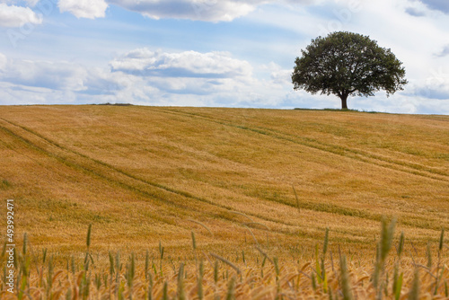 Oak Tree on Horizon in Field of Wheat or Barley