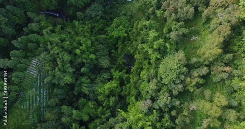 dense vegetation in the village of Butuh, Magelang, central java. aerial drone view of dense forest with a meandering river. footage of forest on the slopes of a mountain. dense vegetation in the village of Butuh, Magelang, central java. aerial drone view of dense forest with a meandering river. footage of forest on the slopes of a mountain.