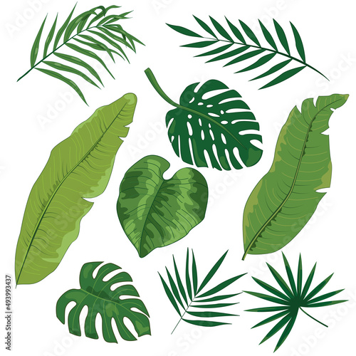 Set of tropical leaves in color : banana, palm, coconut, monstera on a white background .Vector. 
