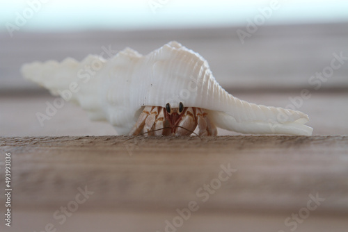 Obraz na płótnie Closeup of a hermit crab on a wooden surface on the beach, Maldives